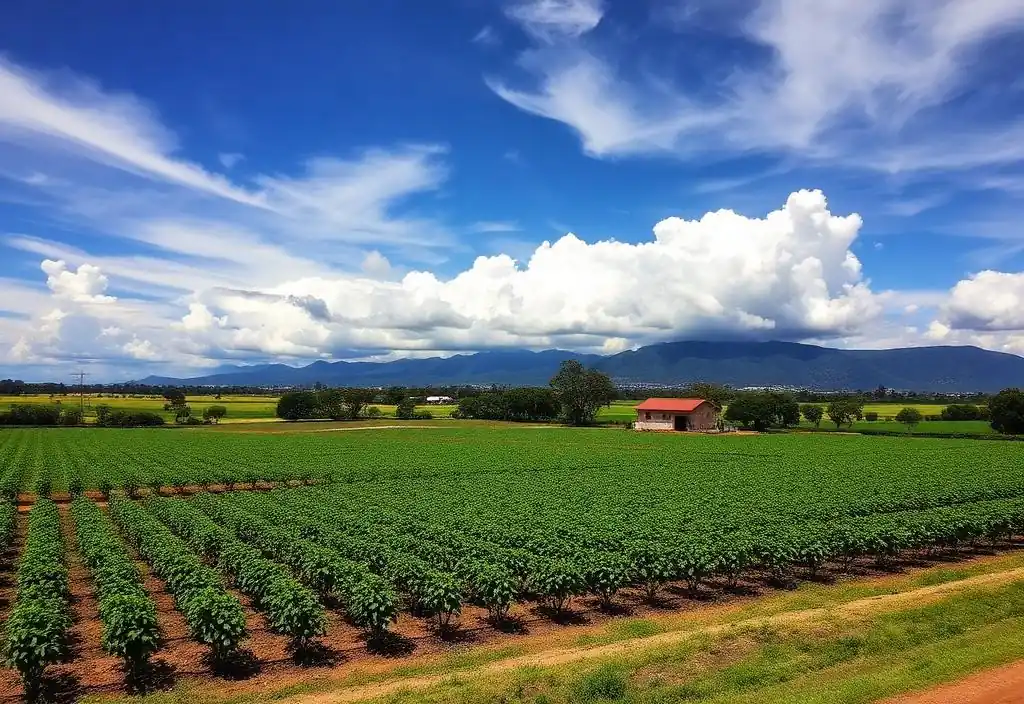Lavoura em pé com nuvens carregadas ao fundo